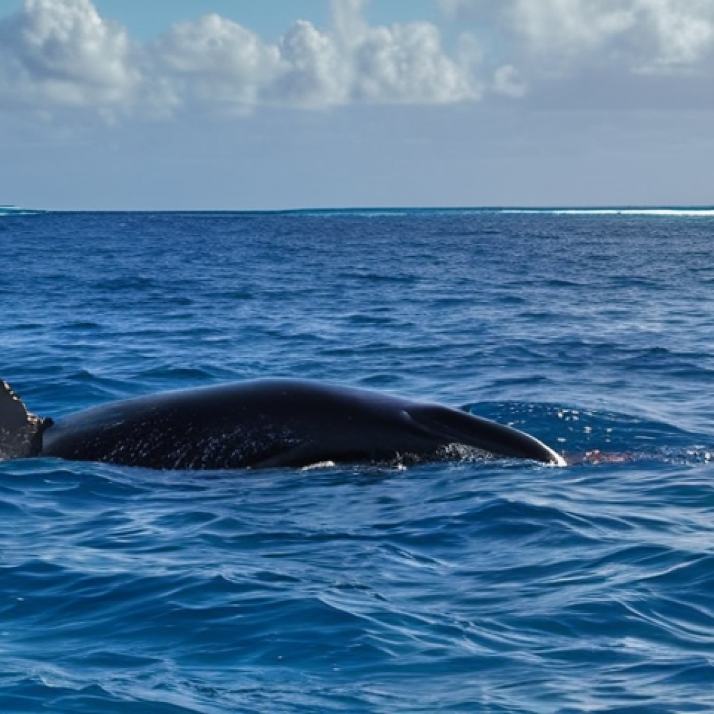 ** Humpback whale breaching in the crystal-clear waters of Tonga, sun shining, with a small boat of respectful whale watchers in the background. Focus on the whale's power and majesty.

**