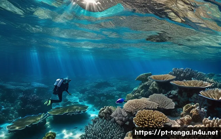 7 dicas essenciais para aproveitar com segurança as praias de Tonga 4 통가 해변에서 주의할 점 관련 이미지 2